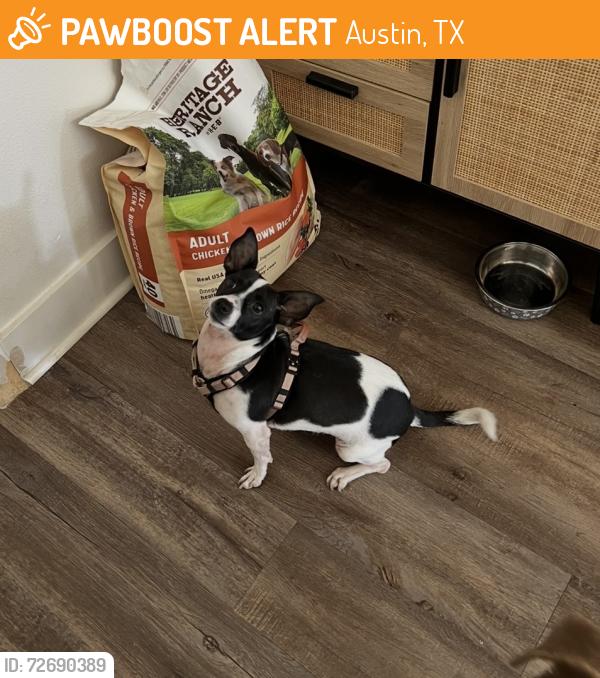 Found/Stray Female Dog last seen W St Johns Ave and N Lamar Blvd, Austin, TX 78757