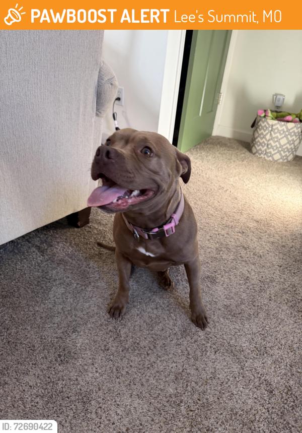 Found/Stray Female Dog last seen Todd George and 3rd St, Lee's Summit, MO 64063