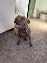 Found/Stray Female Dog last seen Todd George and 3rd St, Lee's Summit, MO 64063
