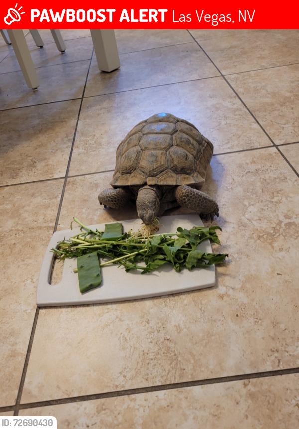 Lost Male Reptile last seen Ranch hse rd and Sky Point , Las Vegas, NV 89130