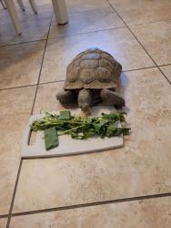Lost Male Reptile last seen Ranch hse rd and Sky Point , Las Vegas, NV 89130