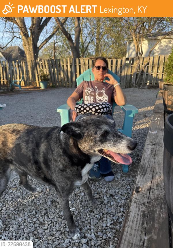 Found/Stray Female Dog last seen Park st , Lexington, KY 40502