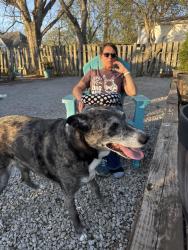 Found/Stray Female Dog last seen Park st , Lexington, KY 40502