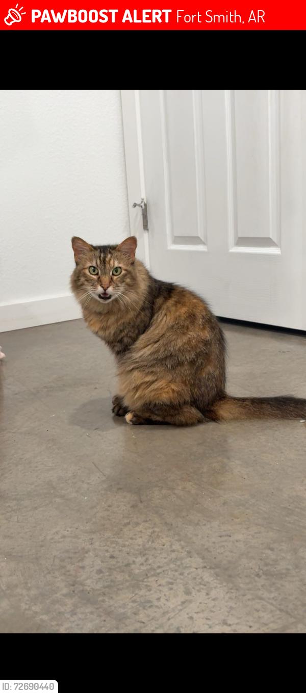 Lost Female Cat last seen Stone creek apmts , Fort Smith, AR 72903