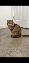 Lost Female Cat last seen Stone creek apmts , Fort Smith, AR 72903