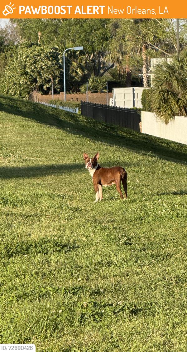 Found/Stray Female Dog last seen Bear fountains, New Orleans, LA 70122