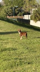 Found/Stray Female Dog last seen Bear fountains, New Orleans, LA 70122