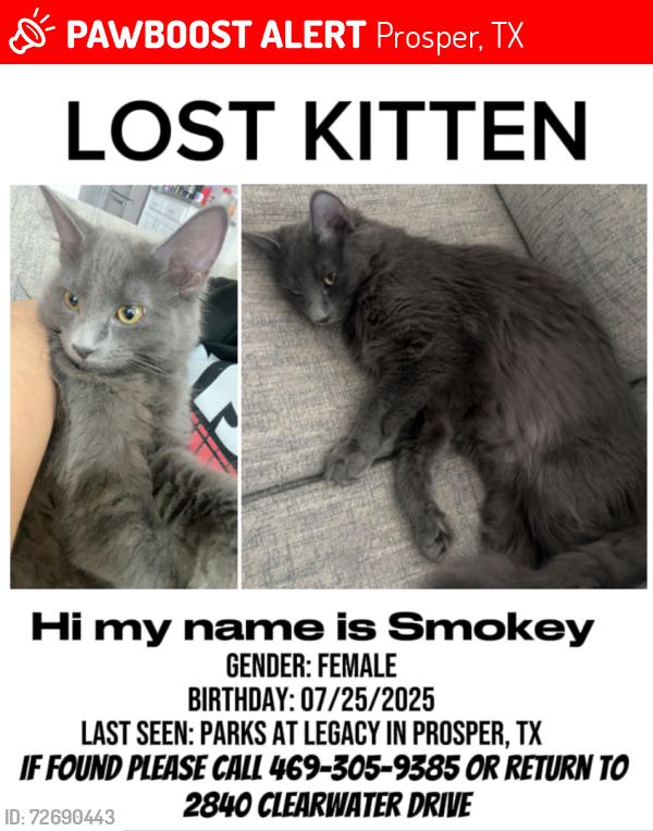Lost Female Cat last seen Near Clearwater Drive, Prosper TX, Prosper, TX 75078