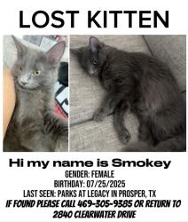 Lost Female Cat last seen Near Clearwater Drive, Prosper TX, Prosper, TX 75078