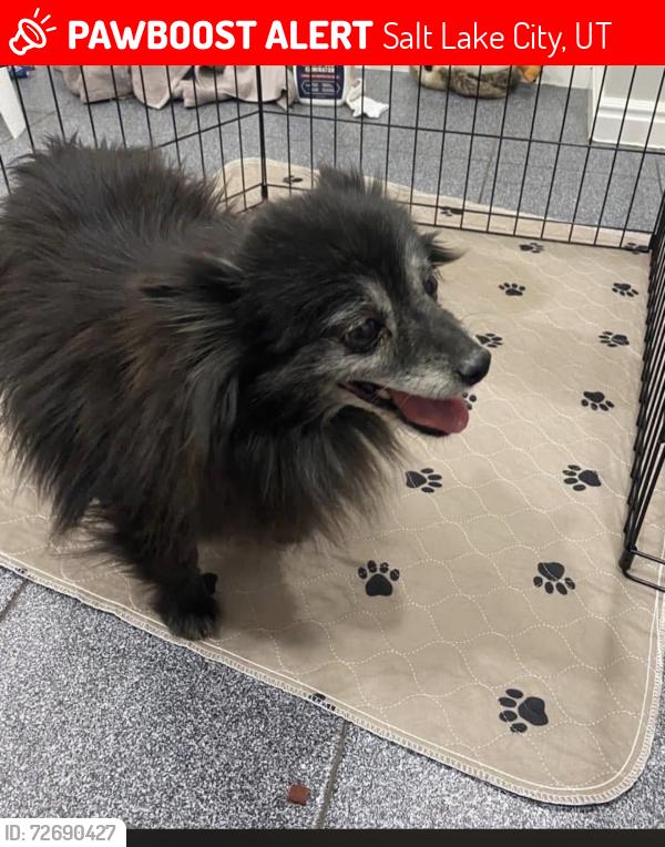 Lost Male Dog last seen Last seen around Crestfield drive, Salt Lake City, UT 84119