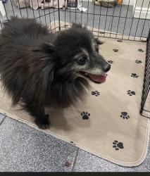 Lost Male Dog last seen Last seen around Crestfield drive, Salt Lake City, UT 84119