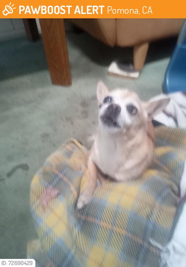 Found/Stray Male Dog last seen Orangegrove, garey in pomona, Pomona, CA 91768
