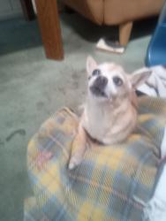 Found/Stray Male Dog last seen Orangegrove, garey in pomona, Pomona, CA 91768