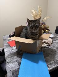Lost Female Cat last seen Near and 143rd Court, Miami, FL 33177