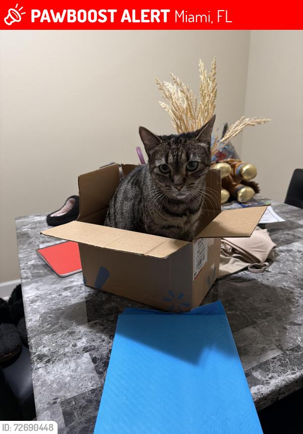 Lost Female Cat last seen Near and 143rd Court, Miami, FL 33177
