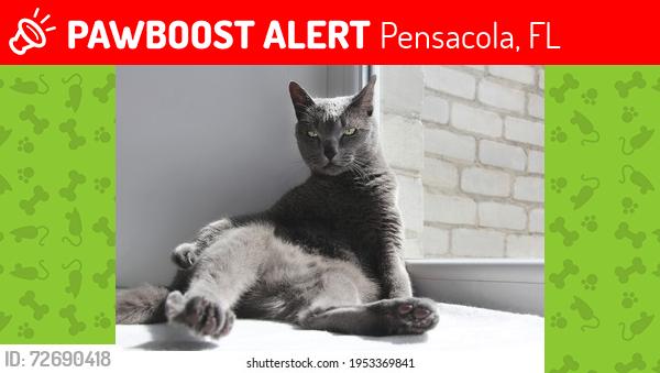 Lost Male Cat last seen Lakeview  and w , Pensacola, FL 32505