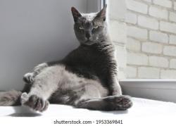 Lost Male Cat last seen Lakeview  and w , Pensacola, FL 32505