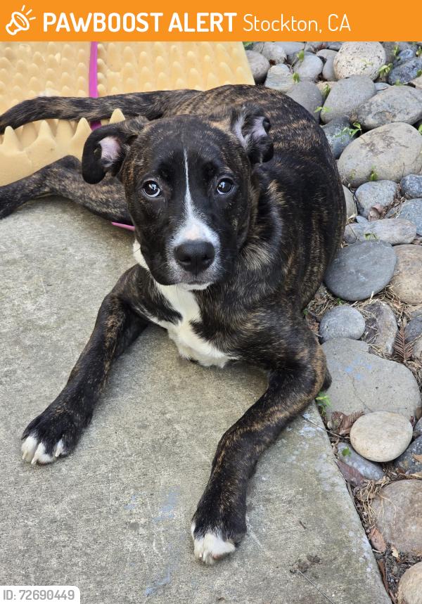 Found/Stray Female Dog last seen El Dorado stockton , Stockton, CA 95207