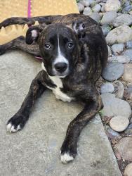 Found/Stray Female Dog last seen El Dorado stockton , Stockton, CA 95207