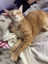 Lost Male Cat last seen Near spike horn drive, New Port Richey, FL 34653