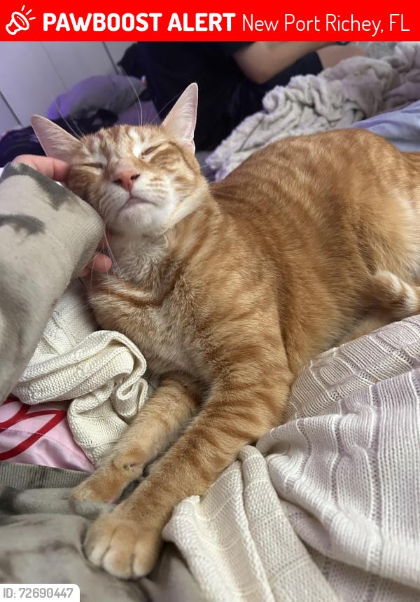 Lost Male Cat last seen Near spike horn drive, New Port Richey, FL 34653