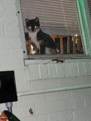 Lost Female Cat last seen Woodland St , Denton, TX 76209