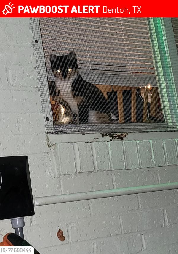 Lost Female Cat last seen Woodland St , Denton, TX 76209