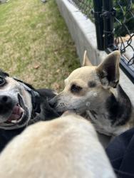Lost Female Dog last seen Guerrero st, Kingston, OK 73439