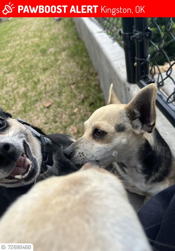 Lost Female Dog last seen Guerrero st, Kingston, OK 73439