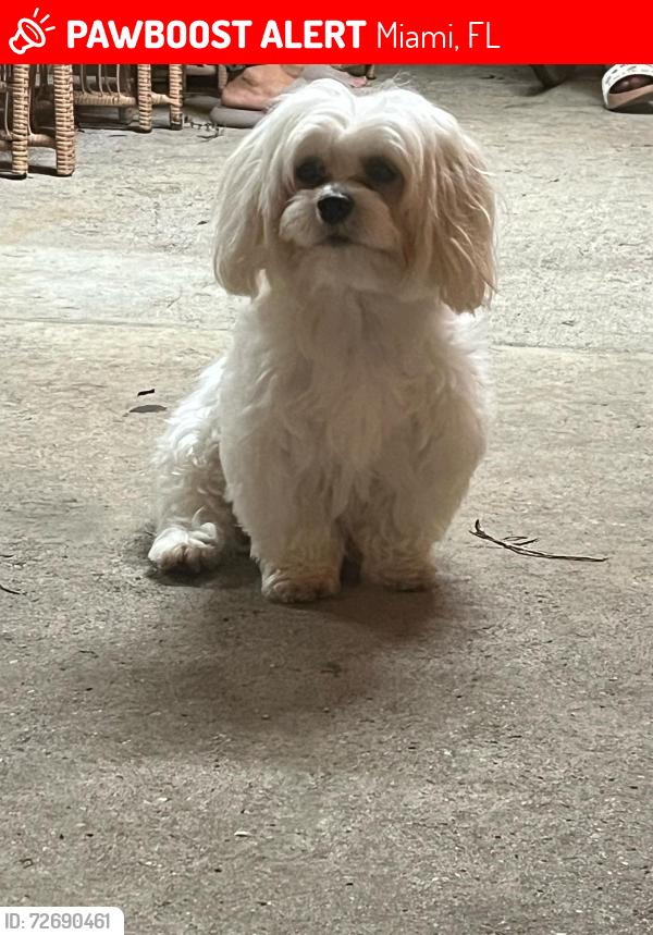 Lost Male Dog last seen Seminole middle school , Miami, FL 33144
