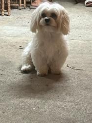 Lost Male Dog last seen Seminole middle school , Miami, FL 33144