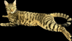 Lost Male Cat last seen Santa Rita Court and Corte Street, San Pablo, CA 94806