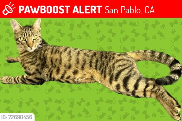 Lost Male Cat last seen Santa Rita Court and Corte Street, San Pablo, CA 94806