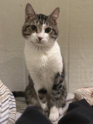 Lost Male Cat last seen Eastwood heights elementary , El Paso, TX 79925