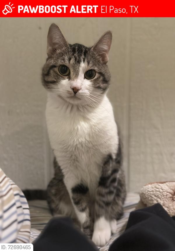 Lost Male Cat last seen Eastwood heights elementary , El Paso, TX 79925