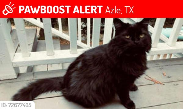 Lost Female Cat last seen Near Stewart Bend Ct., Azle, TX 76020