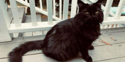 Lost Female Cat last seen Near Stewart Bend Ct., Azle, TX 76020