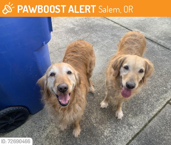 Found/Stray Unknown Dog last seen Eastlake and Battlecreek Dr SE Salem OR, Salem, OR 97306
