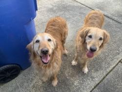 Found/Stray Unknown Dog last seen Eastlake and Battlecreek Dr SE Salem OR, Salem, OR 97306