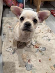 Found/Stray Female Dog last seen larson, Garden Grove, CA 92844