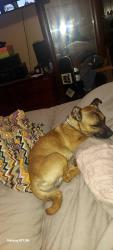 Found/Stray Male Dog last seen Prosperity Sports Park, Prosperity and E St. Tulare. Ca, Tulare, CA 93274