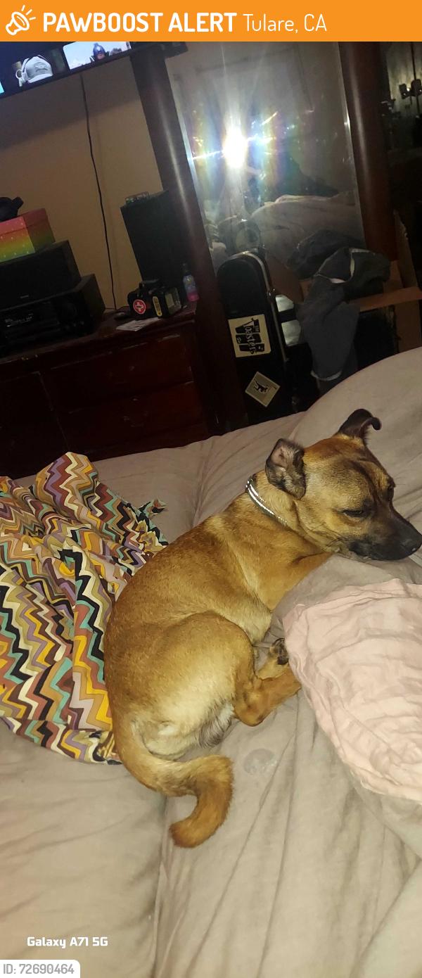 Found/Stray Male Dog last seen Prosperity Sports Park, Prosperity and E St. Tulare. Ca, Tulare, CA 93274