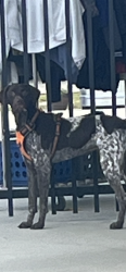 Found/Stray Unknown Dog last seen Woodrow , Modesto, CA 95350