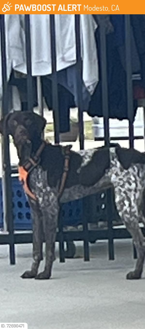 Found/Stray Unknown Dog last seen Woodrow , Modesto, CA 95350