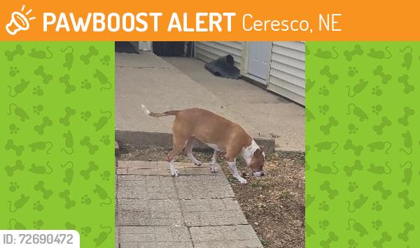 Found/Stray Female Dog last seen 12 mile and A Dr N, Ceresco, MI 49033