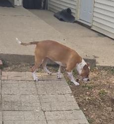 Found/Stray Female Dog last seen 12 mile and A Dr N, Ceresco, MI 49033