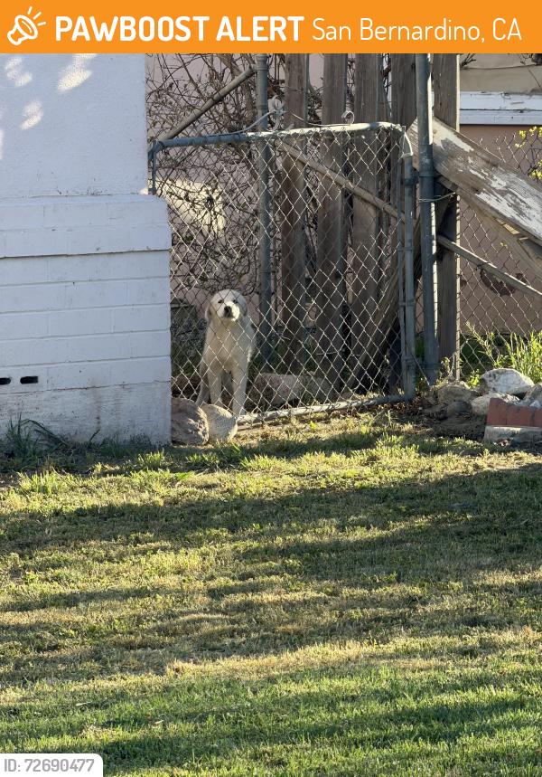 Found/Stray Unknown Dog last seen Mnt view , San Bernardino, CA 92408