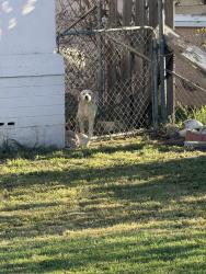 Found/Stray Unknown Dog last seen Mnt view , San Bernardino, CA 92408