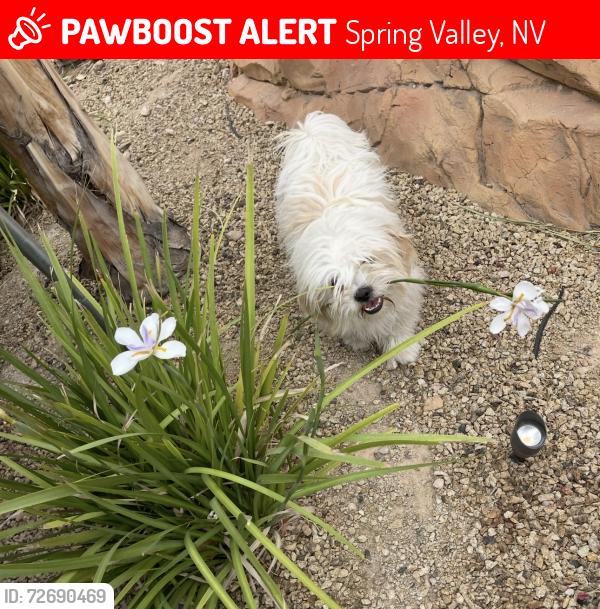 Lost Male Dog last seen Fort Apache and Huntington cove , Spring Valley, NV 89178