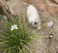 Lost Male Dog last seen Fort Apache and Huntington cove , Spring Valley, NV 89178